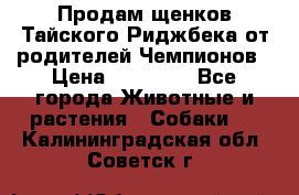 Продам щенков Тайского Риджбека от родителей Чемпионов › Цена ­ 30 000 - Все города Животные и растения » Собаки   . Калининградская обл.,Советск г.